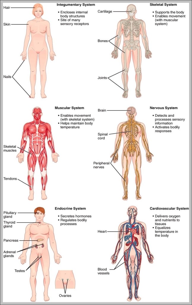 rn-case-manager-job-description-graph-diagram