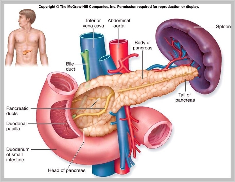 role of pancreas