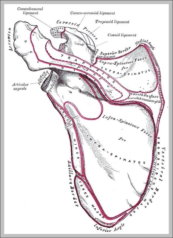 scapula anatomy diagram