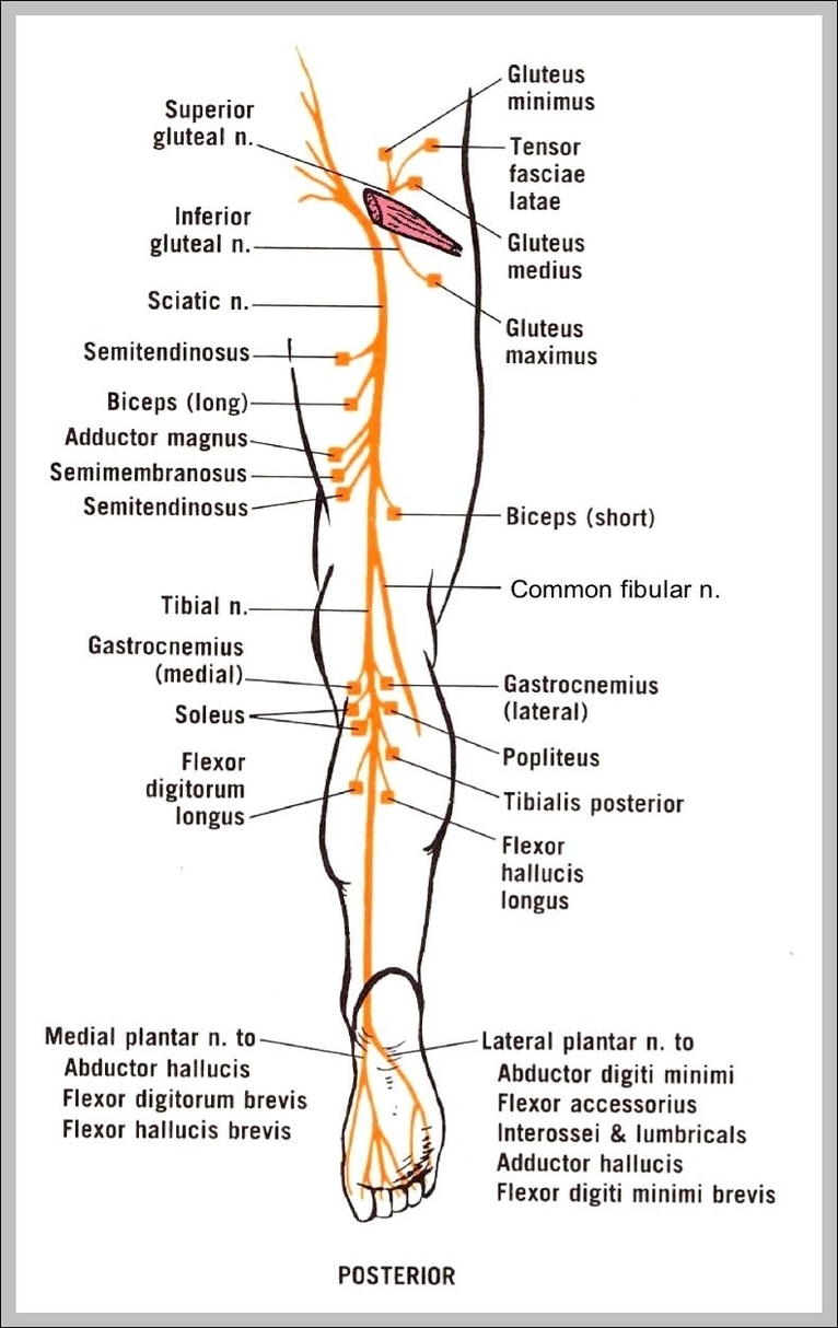 sciatic nerve anatomy diagram