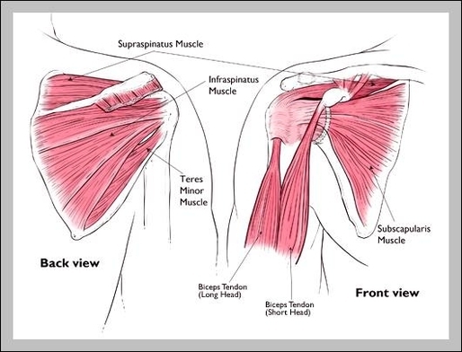 shoulder tendons and muscles