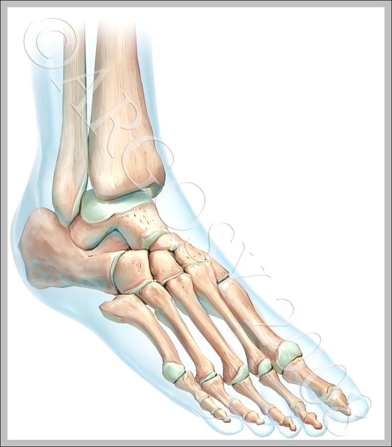 skeletal feet