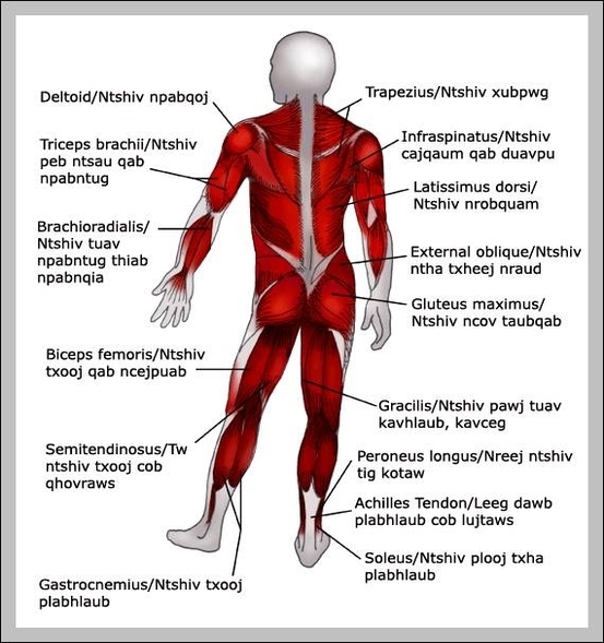 skeletal muscle chart