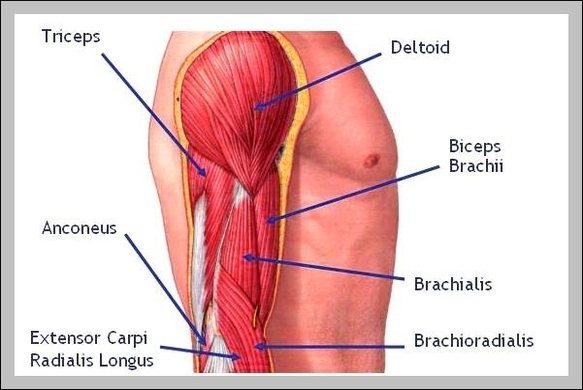 skeletal muscles diagram