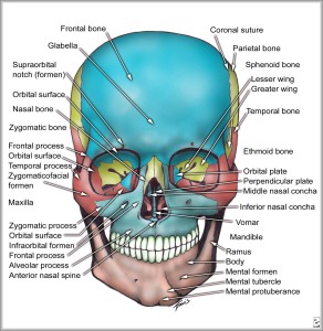 Skull Bone Anatomy – Graph Diagram