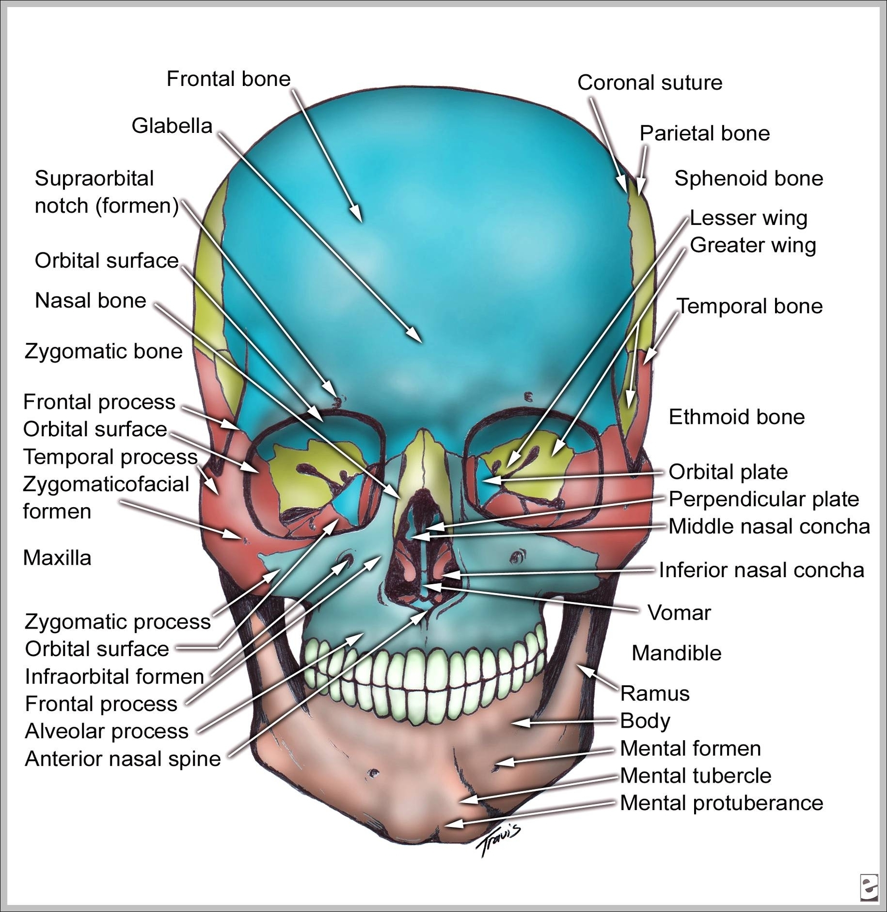 skull bone anatomy
