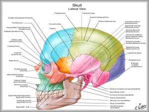 Skull Diagram Anatomy – Graph Diagram