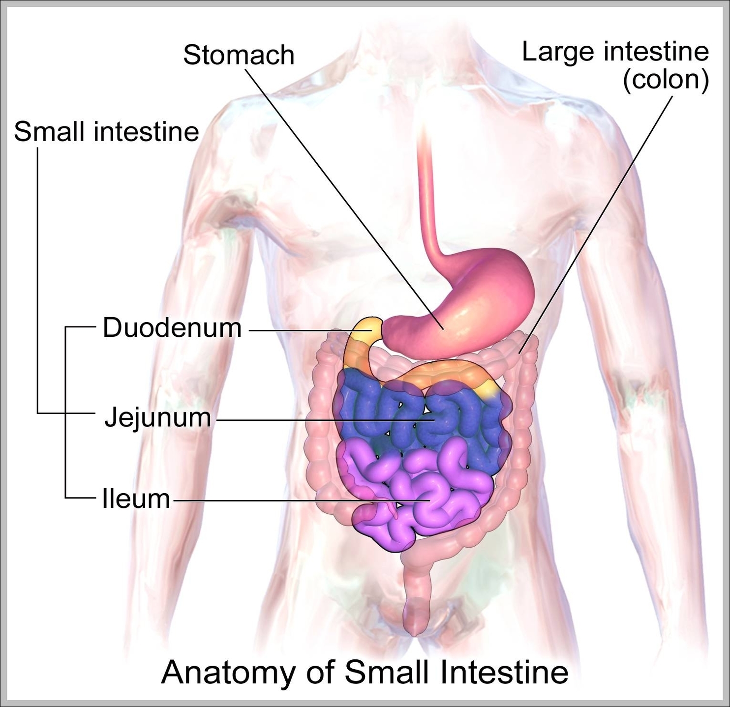 small intestine anatomy