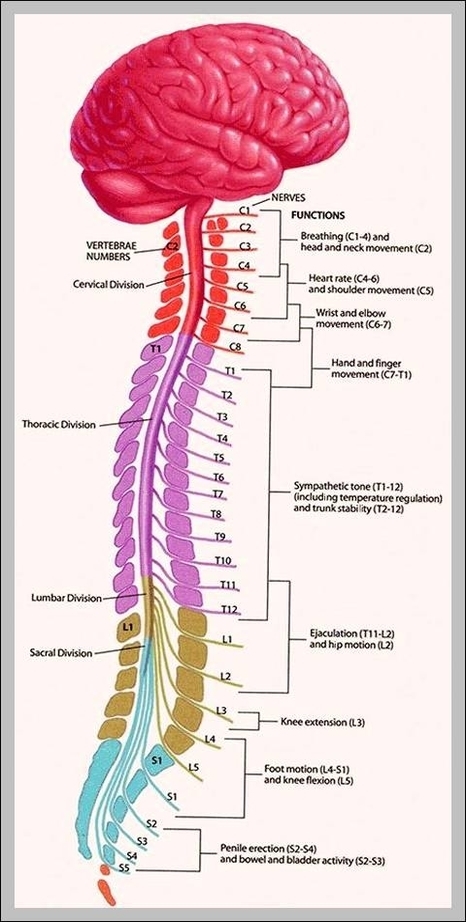 spinal cord images