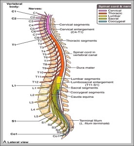 Spinal Cord Vertebrae – Graph Diagram