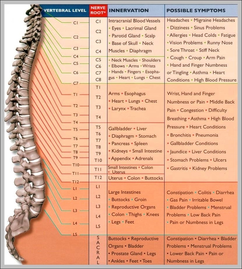 spinal nervous system