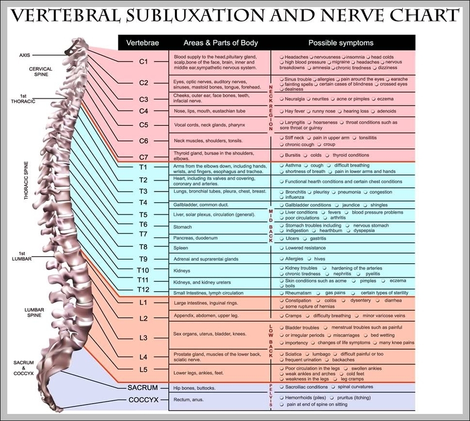 spinal vertebrae chart