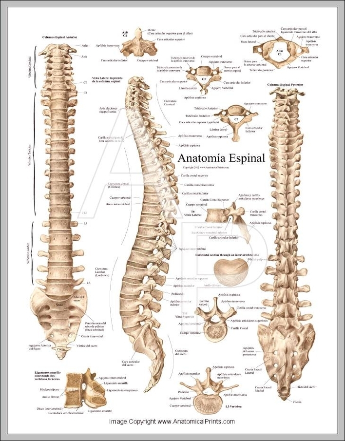 spine anatomy chart