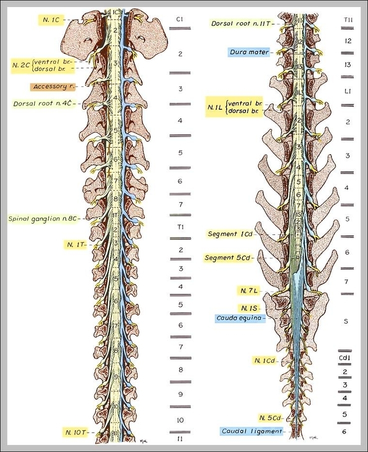 spine and nerves illustrations