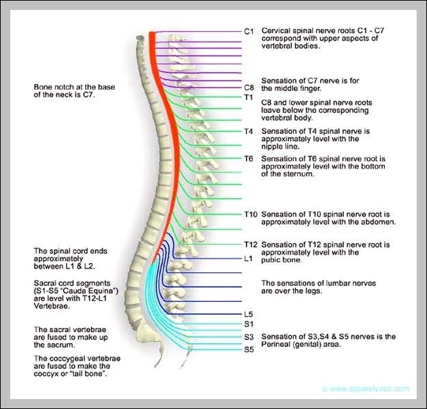 spine structure diagram