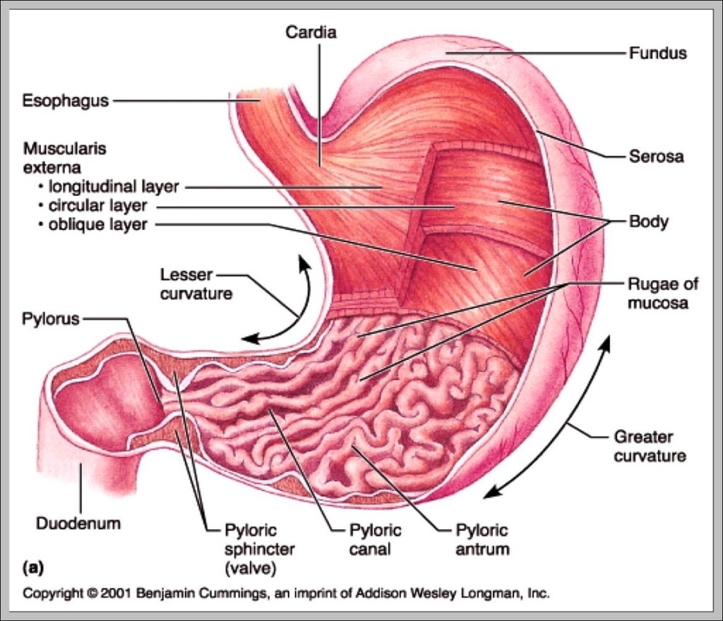 STOMACH LOCATION FUNCTION AND ASSOCIATED DISEASES visual data 5