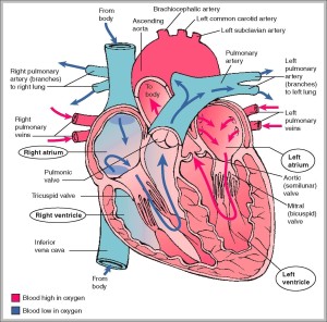 Structure Of The Cardiovascular System - Graph Diagram