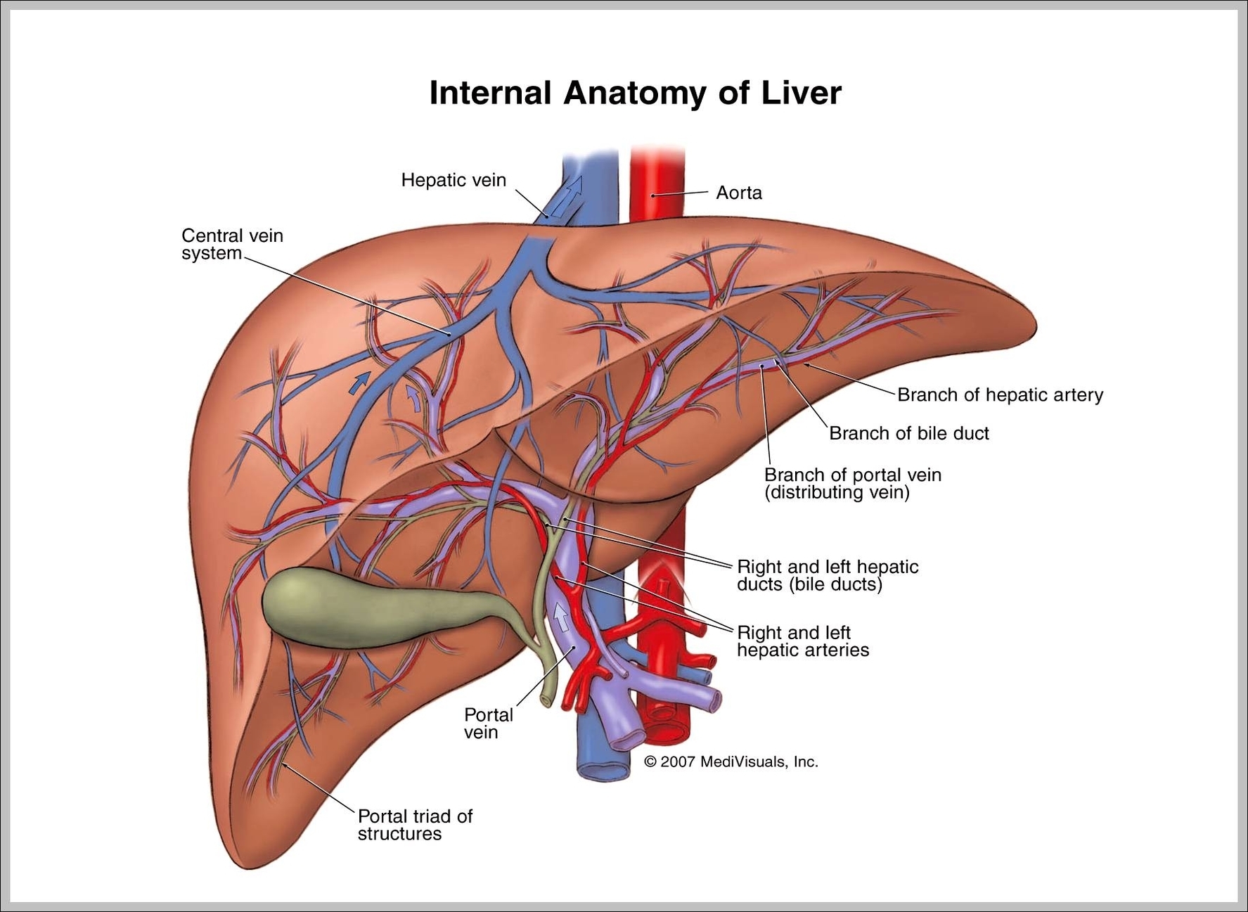 structure of the liver