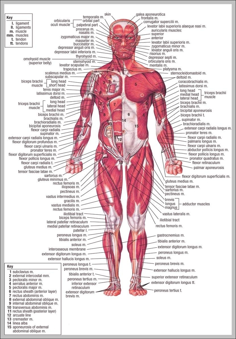 study human anatomy