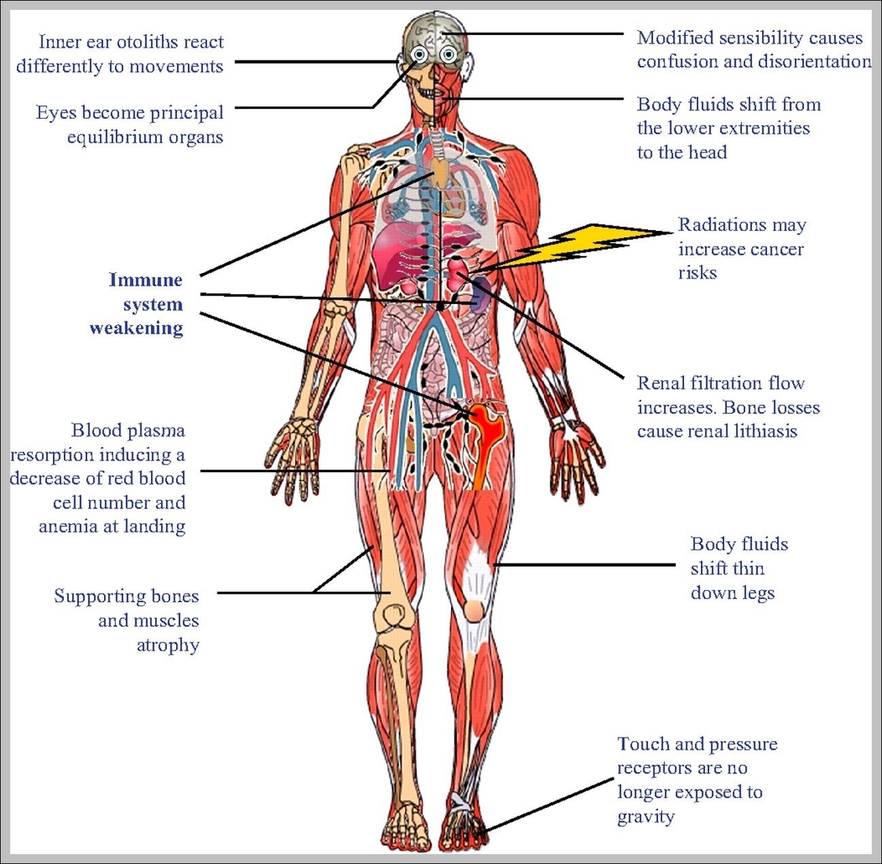 systems in the body