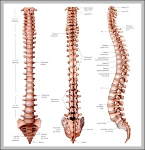 T 7 Vertebrae - Graph Diagram