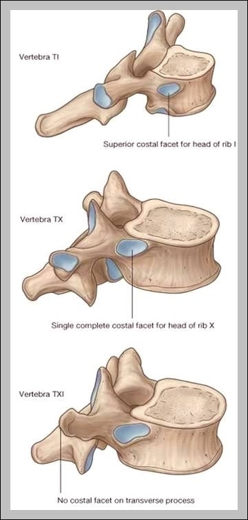 T1 Vertebra - Graph Diagram