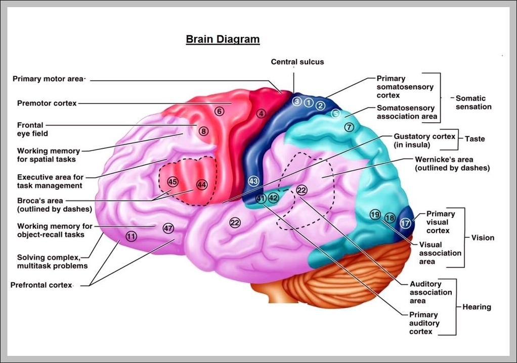 the human brain diagram