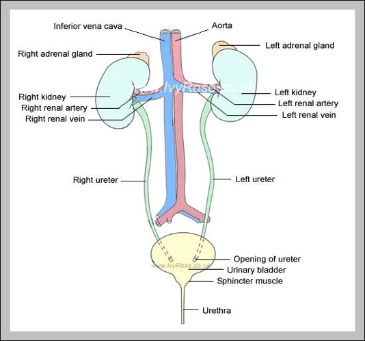 the human urinary system