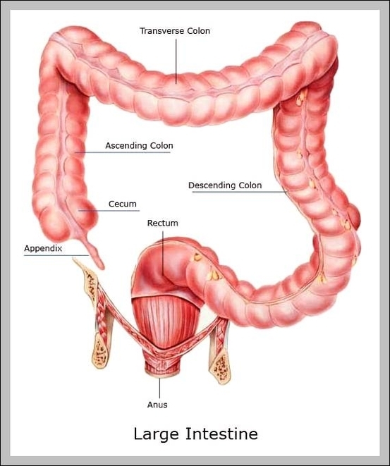the intestines