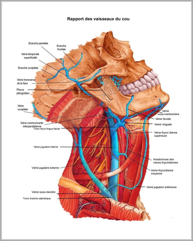 back of neck diagram
