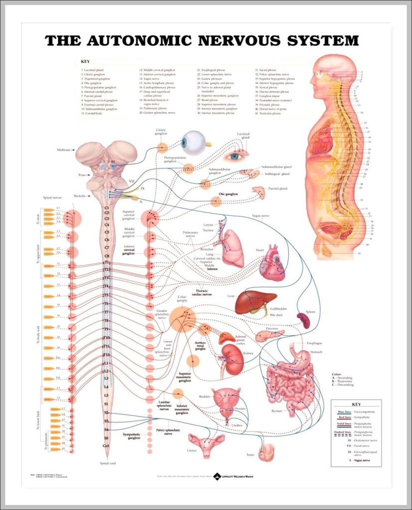 The Nervous System Chart Biology Diagrams