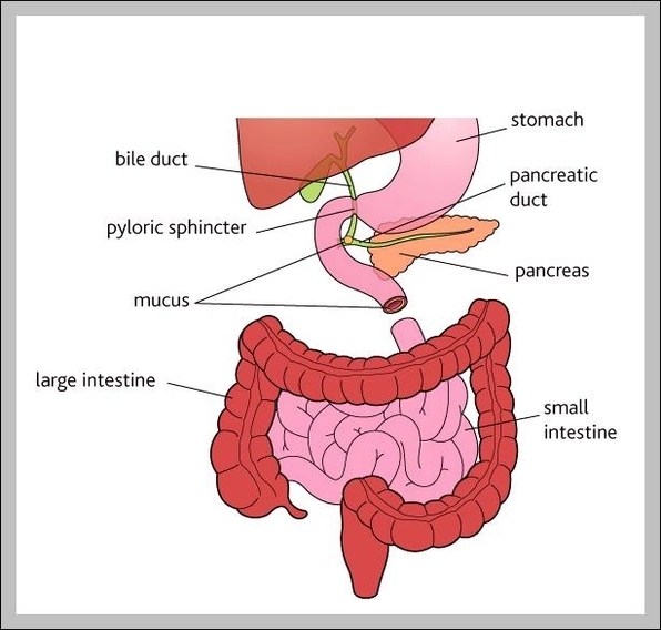 the pancreas secretes