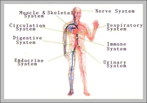 the systems of the body