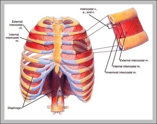 thoracic diaphragm