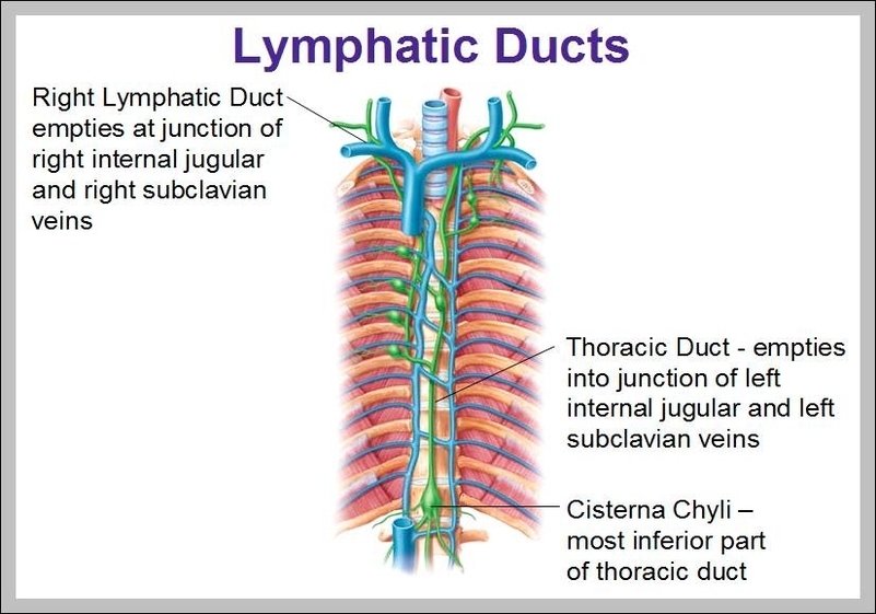 thoracic duct function
