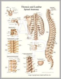 Thoracic Spine Anatomy Pictures - Graph Diagram