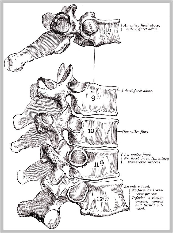 thoracic vertebra