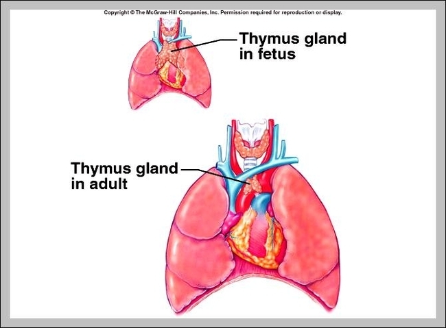 thymus gland pictures