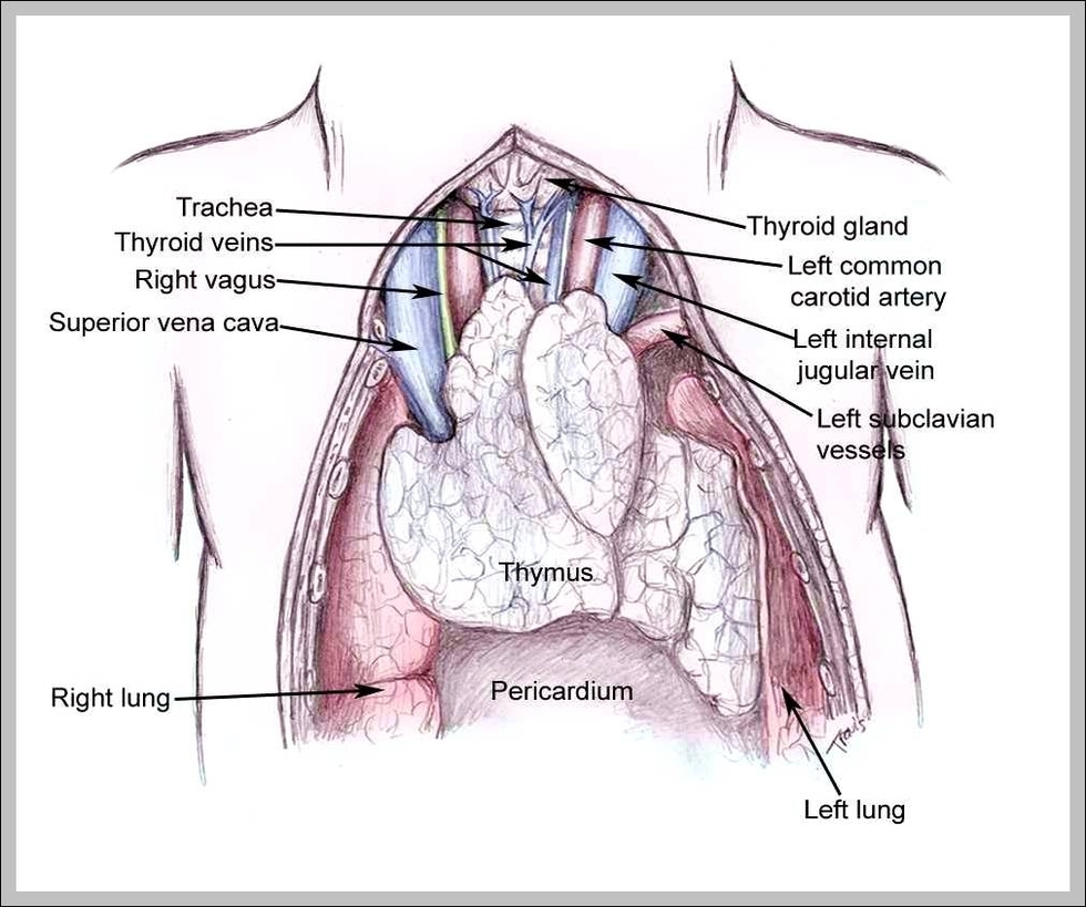 thymus glands