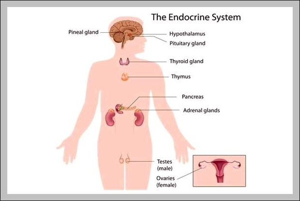 thyroid endocrine system