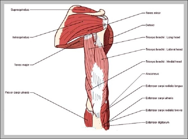 upper arm muscle
