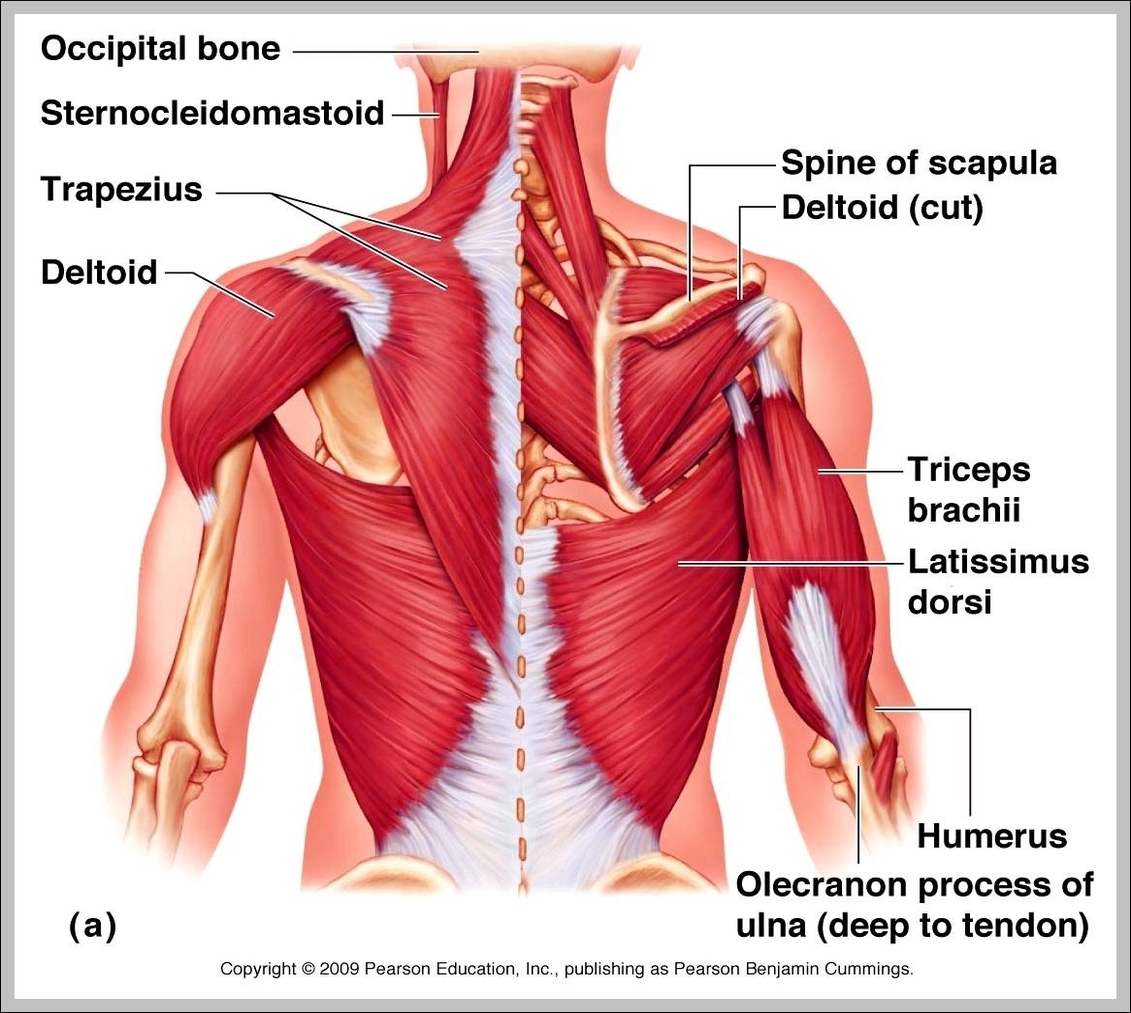 upper back muscle anatomy