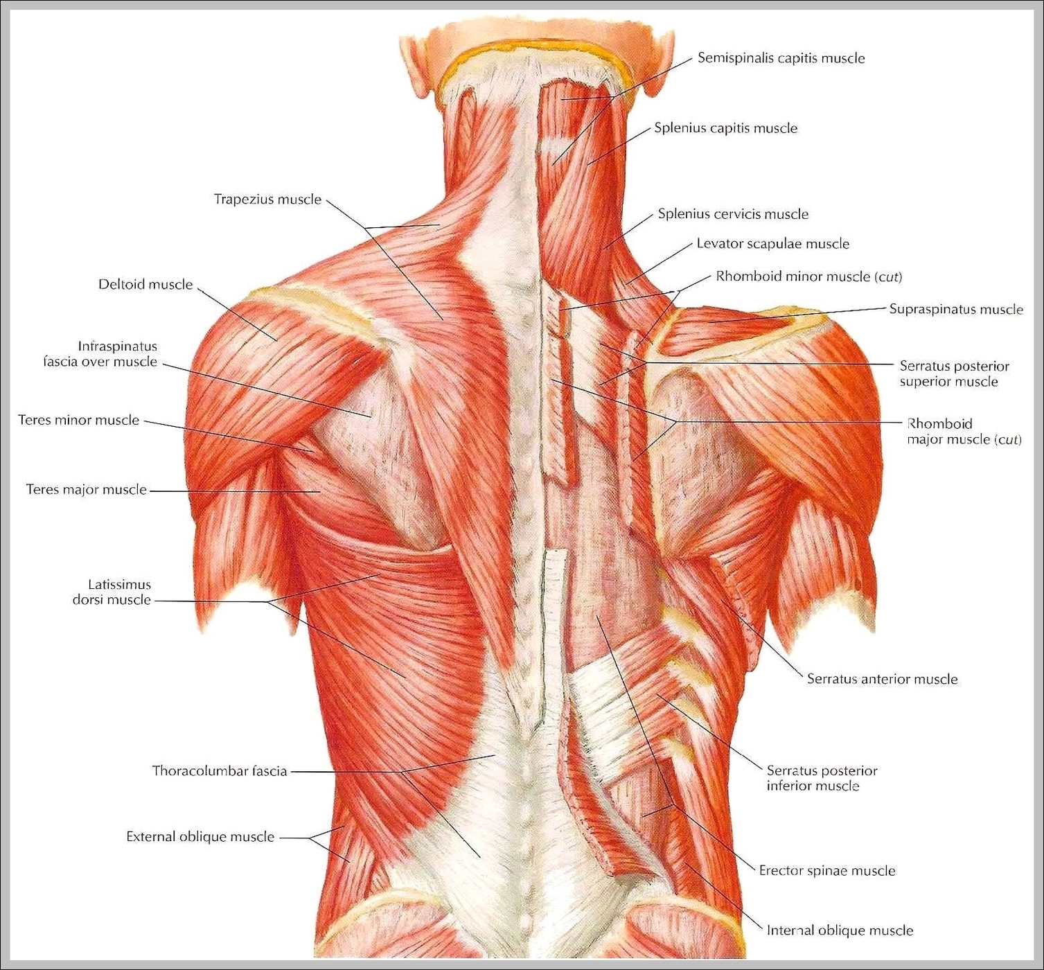 upper back muscle diagram