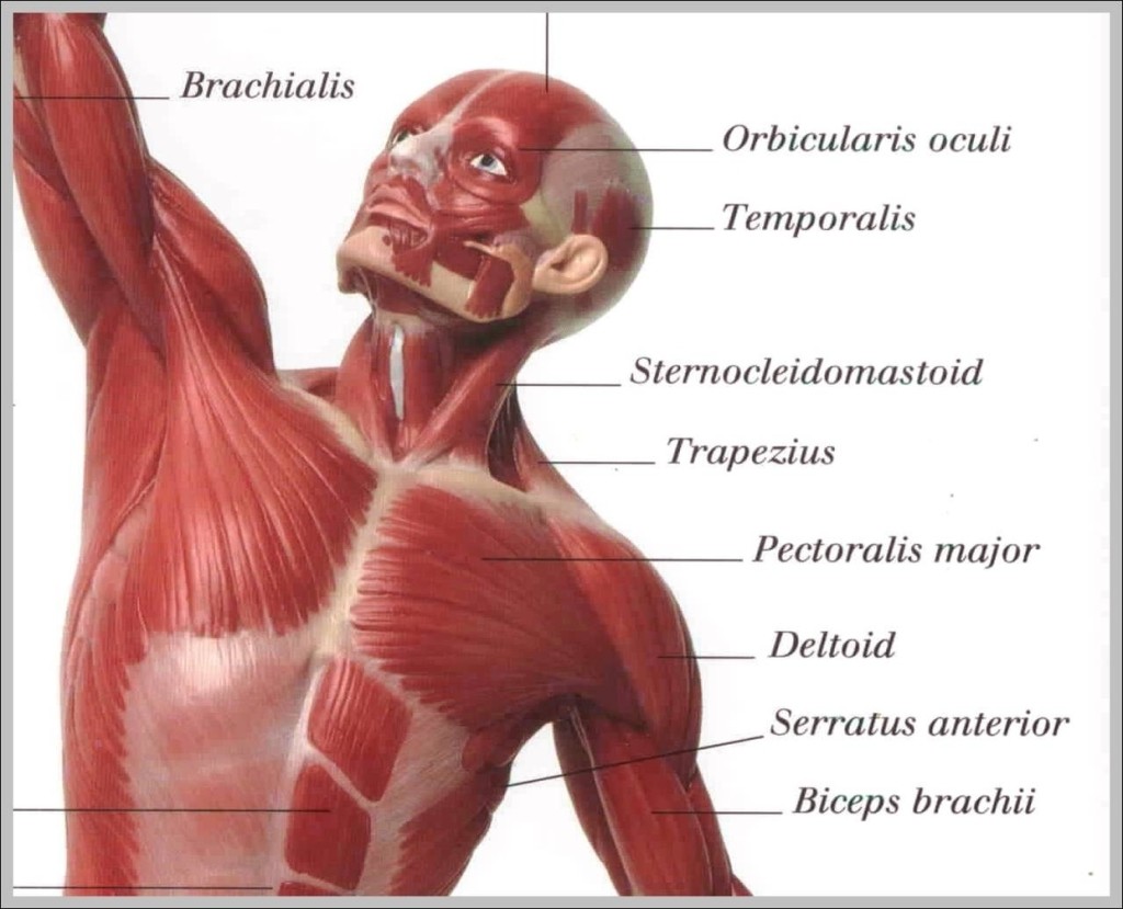 Upper Body Muscle   Graph Diagram