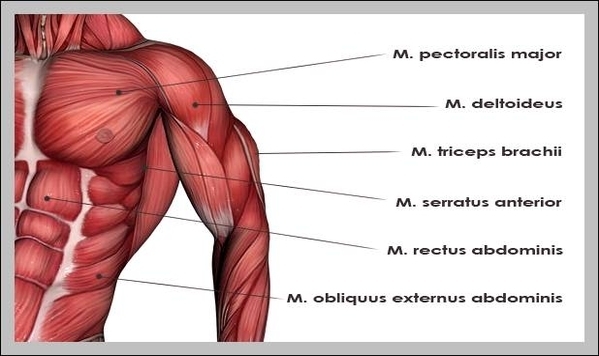 upper body muscle chart