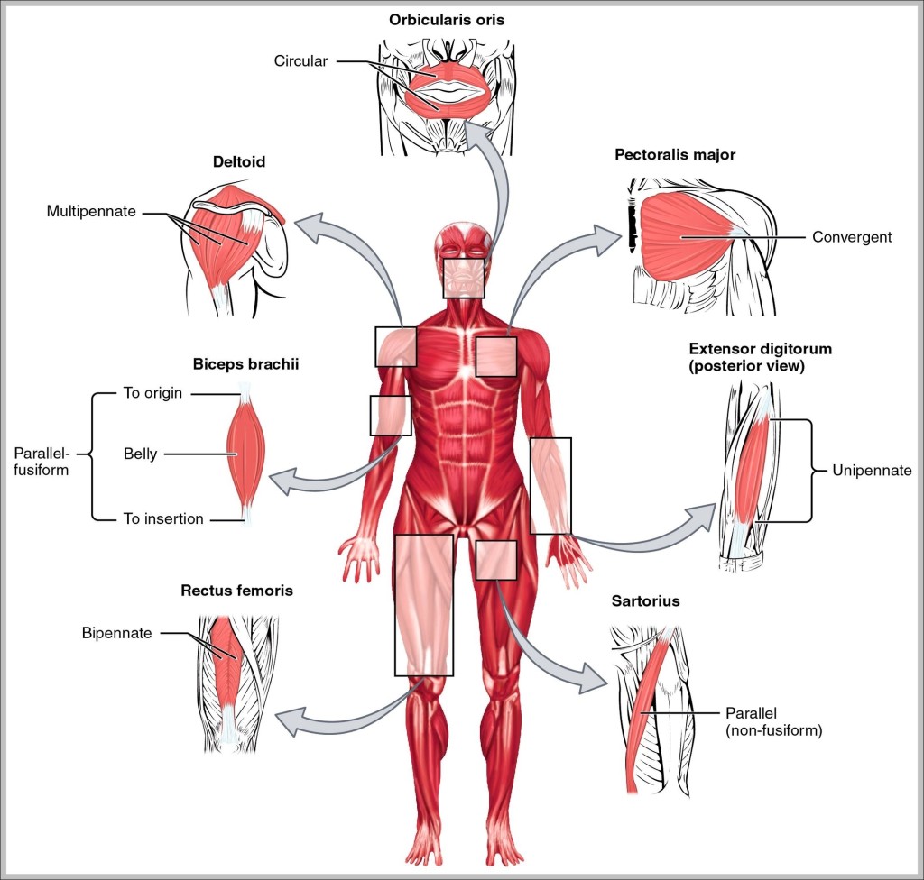 Upper body muscle names graph diagram