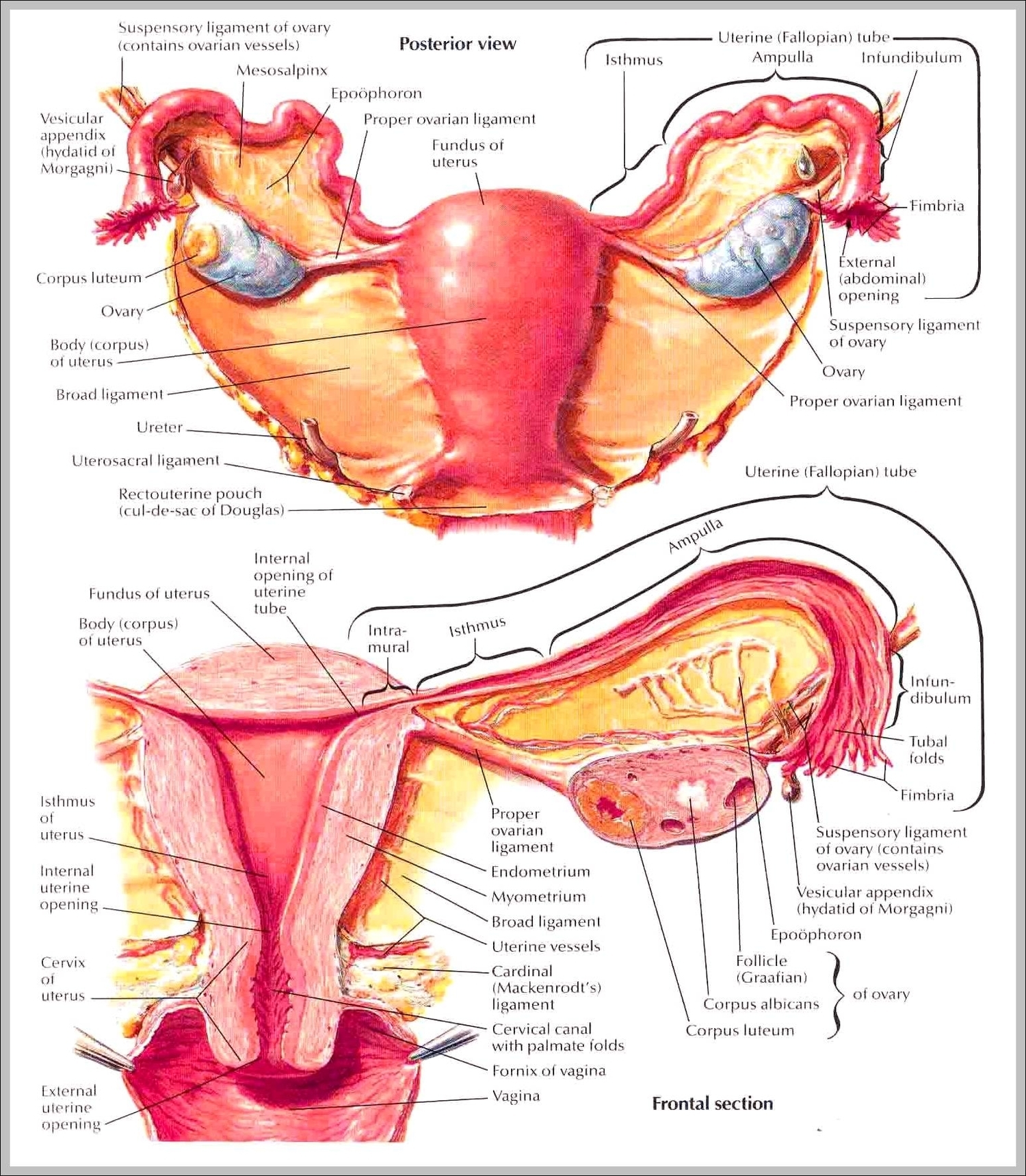 uterus anatomy pictures