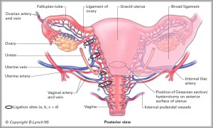 Uturus Graph Uterus Picture Anatomy