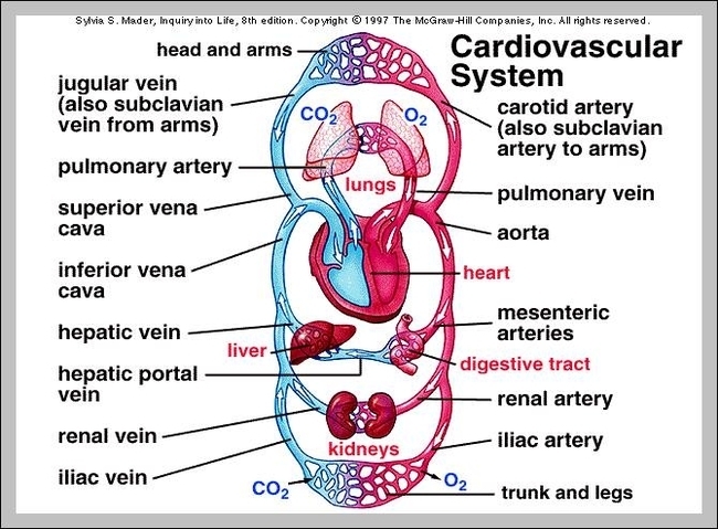 vascular system diagram