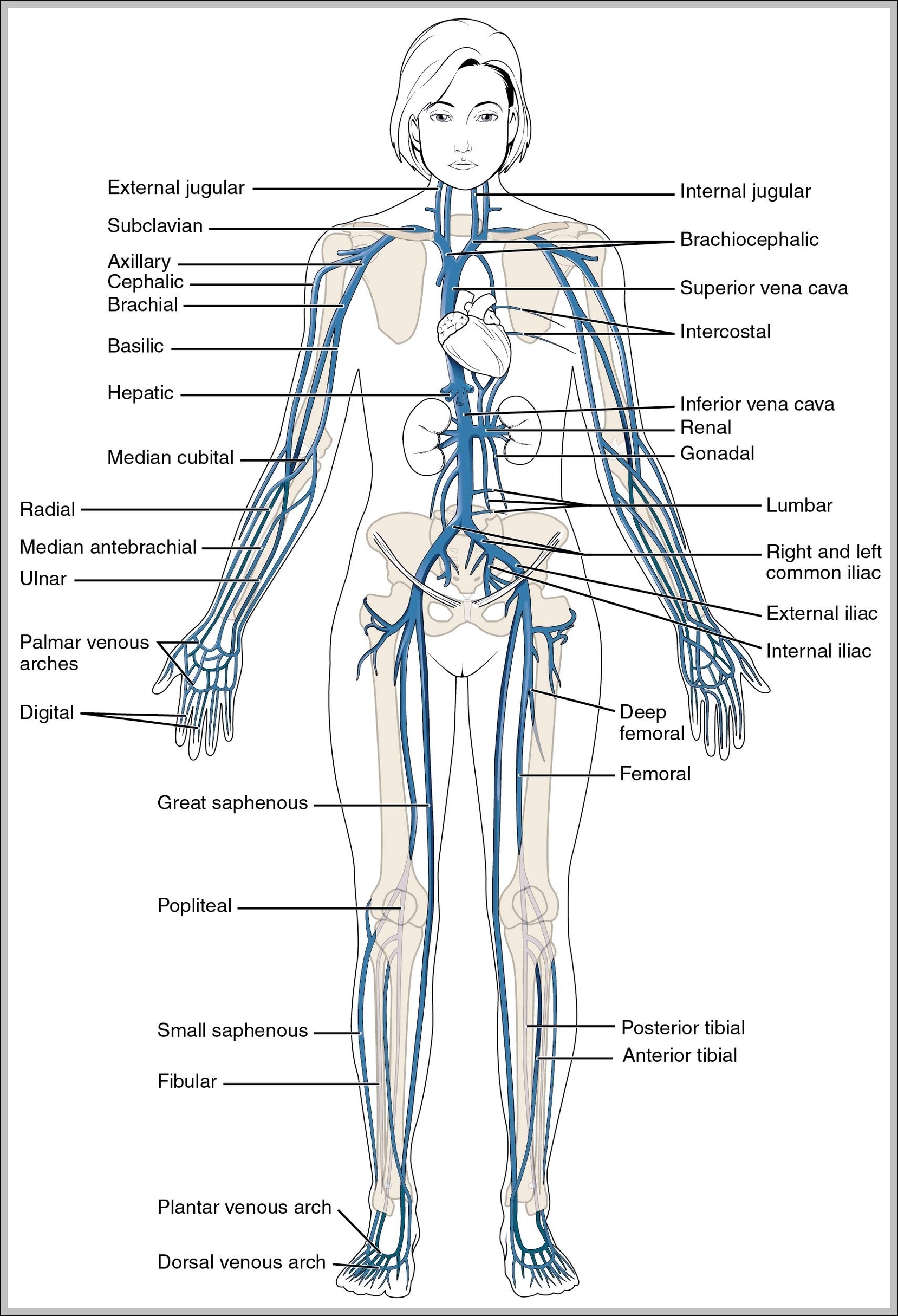 veins in the body diagram
